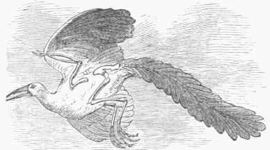 Archaepteryx, Restored.