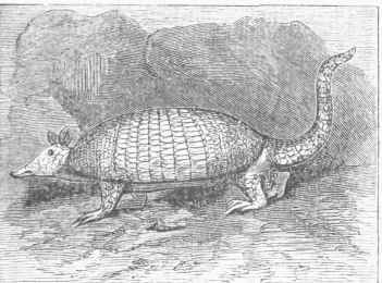 Armadillo (Dasypns sexcinctus or D. encoubert).