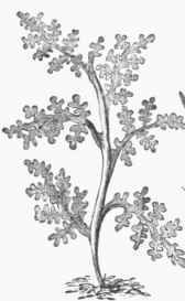 Laurencia pinnatifida.