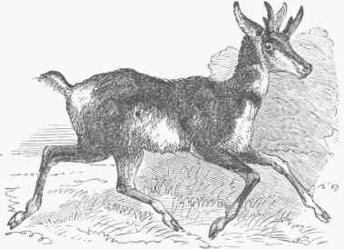 Prong born (American Ante.ope).