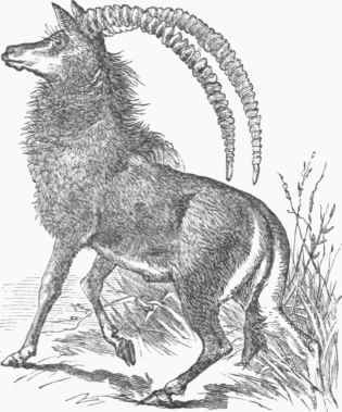 Sable Antelope (Aigocerus niger).