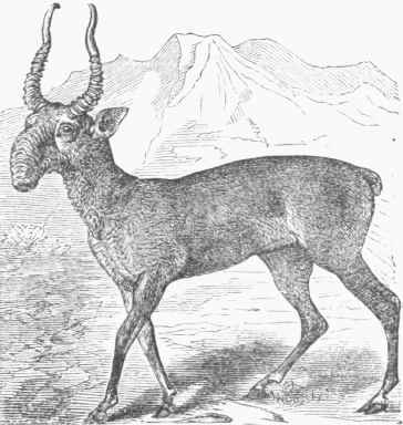 Siberian Antelope (Saiga Tartarica).
