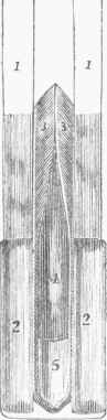 FIG. 2. Matrix of a growing Feather, laid open.