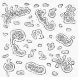 Fig. 3. Growing yeast cells, showing diverticula, or buds, magnified 1,300 diameters (Beale).