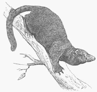 Fisher (Mustela Pennantii).