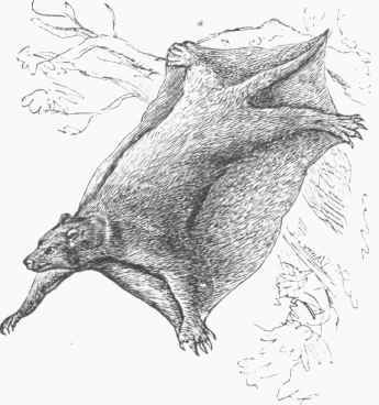 Flying Lemur (Galeopithecus volans).