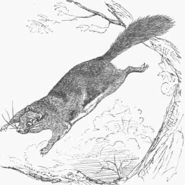 Flying Squirrel (Sciuropterus Hudsonius).