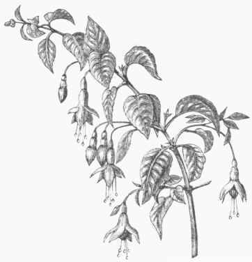 Fuchsia coccinea.