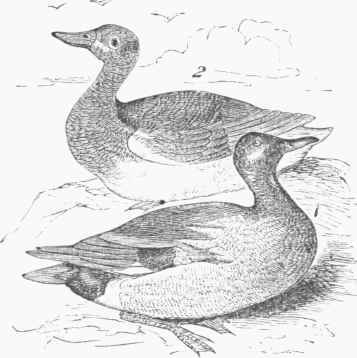 Gadwall (Chaulelasums streperus). 1. Male. 2. Female.