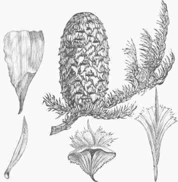 Noble Silver Fir (Abies nobilis).