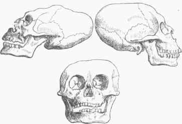 Skulls of Flathead Indians.