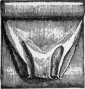 plain silk fig3