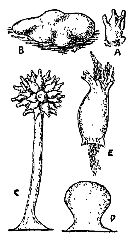 Fig. 12. Myxobacteriaceae.