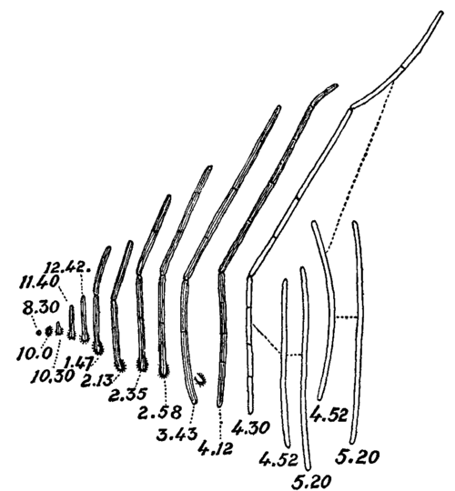 Fig. 13. Germination of the spore of Bacillus ramosus.