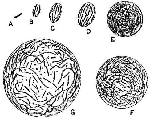 Fig. 14. Formation of a colony of Bacillus vulgaris.