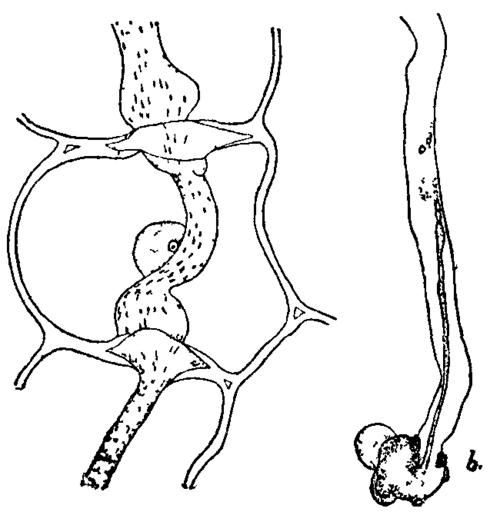 Fig. 15. Invasion of leguminous roots by bacteria.