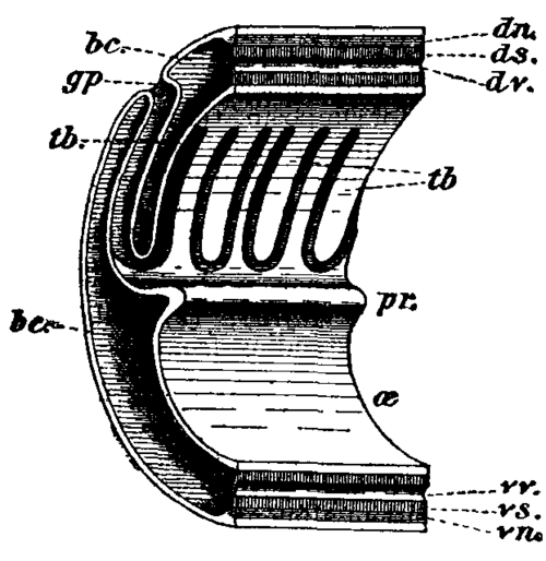 Fig. 2.  Structure of branchial region.
