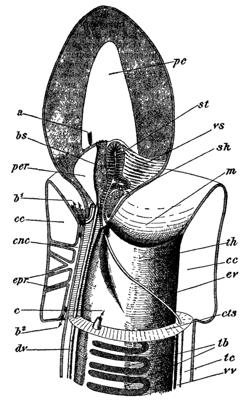 Fig. 3.  Structure of anterior end.