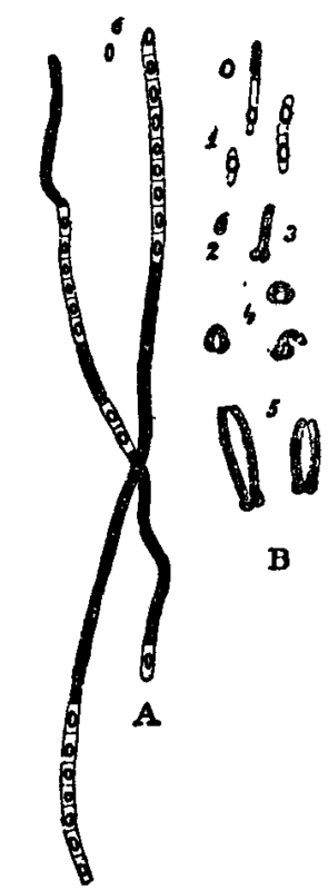 Fig. 9. Filaments of Bacillus spp.