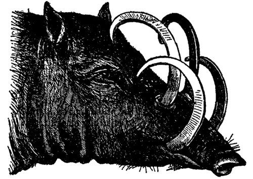 Old Male Babirusa.