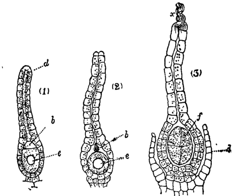 Fig. 1. Archegonia of Marchantia polymorpha.