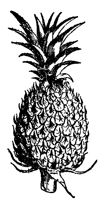 Fig. 1. Fruit of the pine apple.