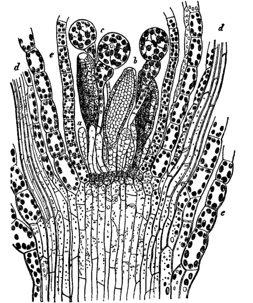 Fig. 15. Funaria hygrometrica.