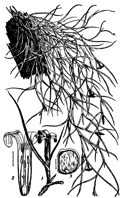 Fig. 2. Tillandsia usneoides.