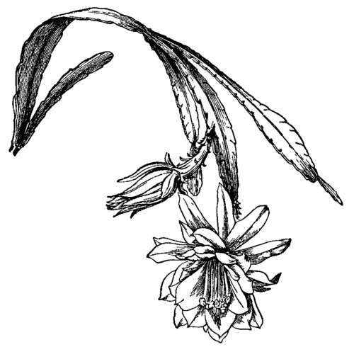 Fig. 3.Phyllocactus.