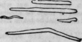 Animalculae 132