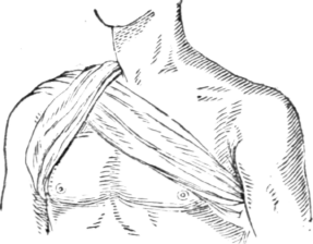 Bandages 588