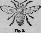 Bees 493