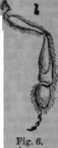 Bees 497