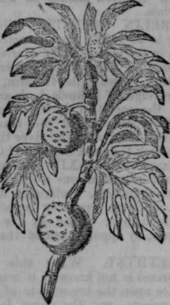 Bread Fruit Tree 228