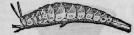 Butterfly Or Papilio 149
