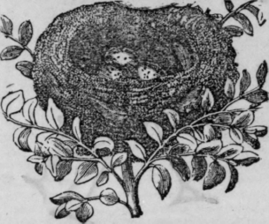 Canaries Their History And Management 166