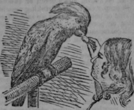 Cockatoos 248