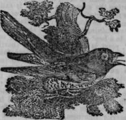 Cuckoo Cuculus 539