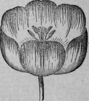 Cultivation Of The Tulip Continued 454