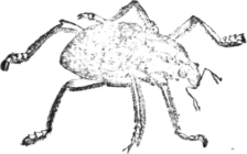 Diamond Beetle Curculio Imperialis 278