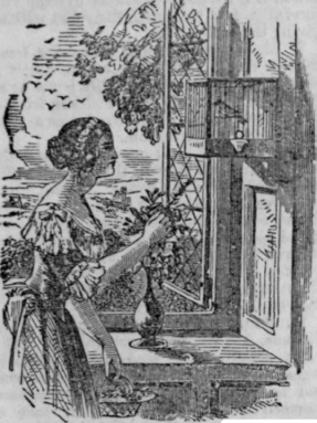 Diseases Of Cage Birds 100