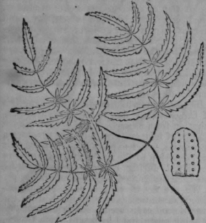 Ferns 365