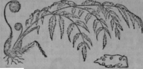 Ferns 366