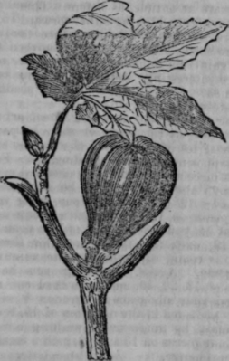 Figs 591
