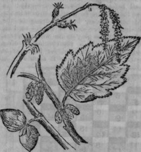 Filberts 592
