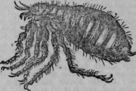 Flea 596