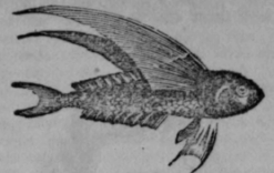 Flying Fish 285
