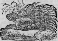 Frog 174