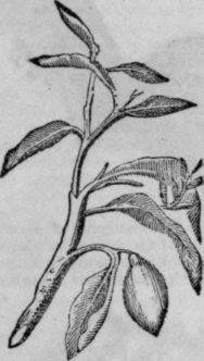 Lemon 179