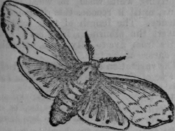 Moth Phalaena 371